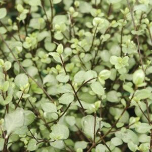 Pittosporum Green Elf