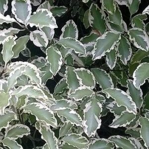 Pittosporum tenuifolium Variegatum