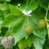 Platanus acerifolia / London Plane Tree - Image 2