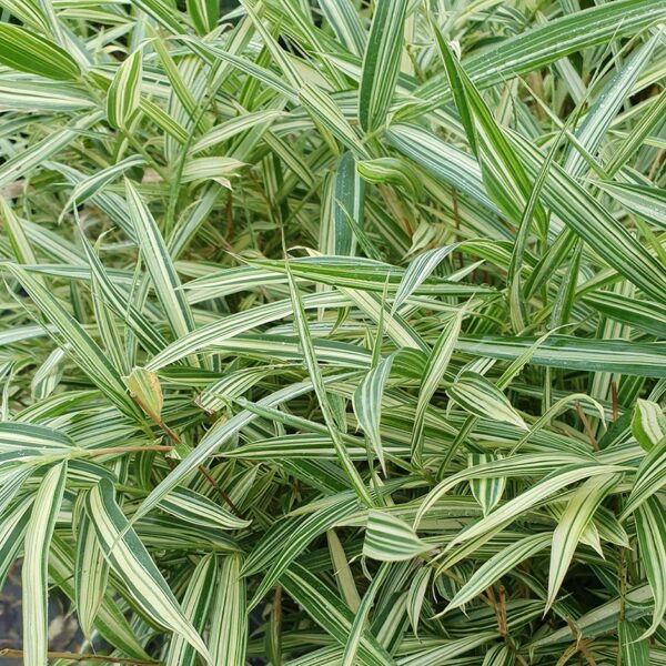 Pleioblastus fortunei Variegata / Dwarf white-striped Bamboo