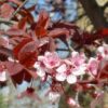 Prunus cerasifera 'Pissardii' - 230L 20-25cm Girth Standard Tree