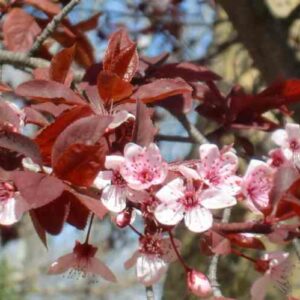 Prunus cerasifera 'Pissardii'