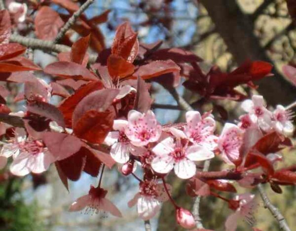 Prunus cerasifera 'Pissardii'