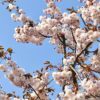 Prunus Shirofugen - 70L 14-16cm girth, 3-3.5m tall