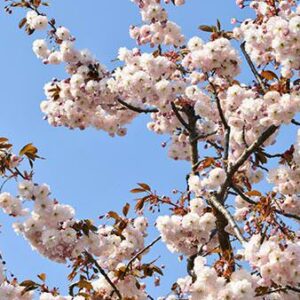 Prunus Shirofugen