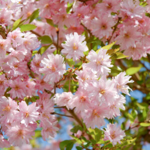 Prunus Fukubana