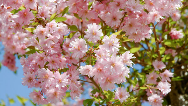 Prunus Fukubana