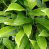 Prunus laurocerasus 'Genolia' - 100-120cm Rootballed
