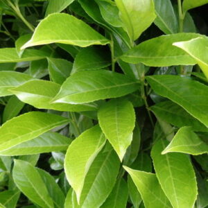 Prunus laurocerasus 'Genolia'