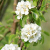 Pyrus communis Beech Hill - 130L 16-18cm girth, 2m clear stem, 4.5-5m tall