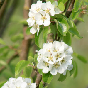 Pyrus communis Beech Hill