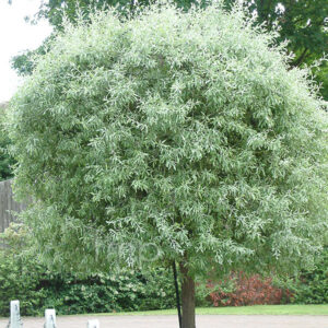 Pyrus salicifolia Pendula / Weeping Silver Pear