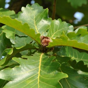 Quercus Dentata