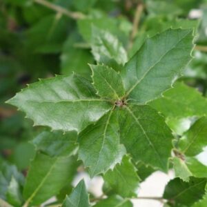 Quercus ilex / Evergreen Oak