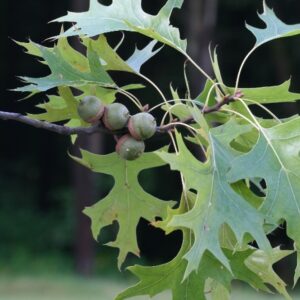 Quercus palustris 'Pyramidalis'