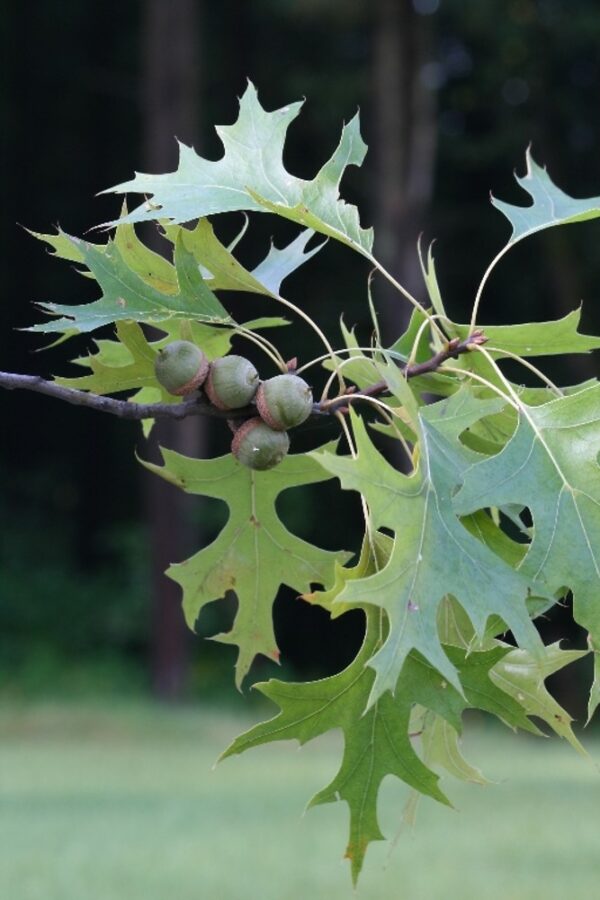 Quercus palustris / Pin Oak