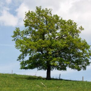 Quercus robur / English Oak