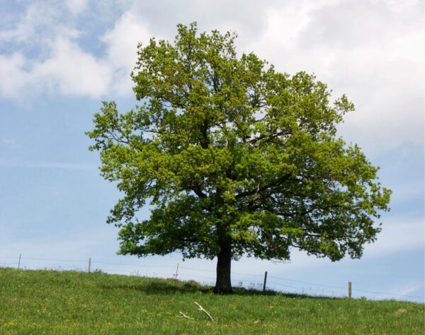 Quercus robur / English Oak