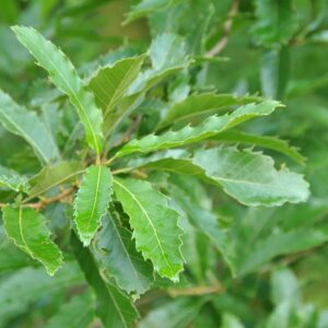 Quercus castaneifolia
