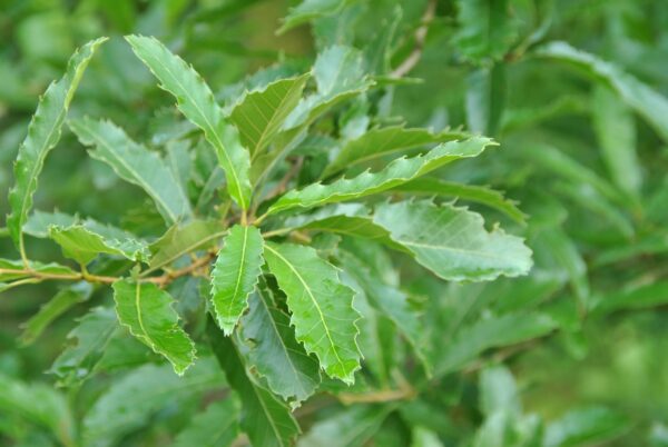 Quercus castaneifolia