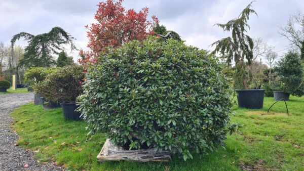 Rhododendron 'Cunningham's White' Specimen - Image 2
