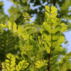Robinia Umbraculifera - 1/2 Standard