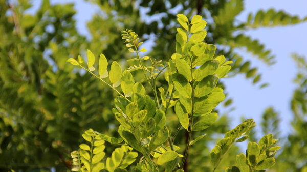 Robinia Umbraculifera - 1/2 Standard