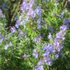 Rosmarinus officinalis Prostratus / Trailing Rosemary - 2L