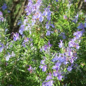 Rosmarinus officinalis Prostratus / Trailing Rosemary