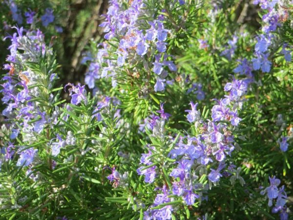 Rosmarinus officinalis Prostratus / Trailing Rosemary