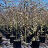 Salix caprea Pendula (Kilmarnock) - Umbrella Form - 70L 10-12cm girth, 1.8m stem, Umbrella Frame