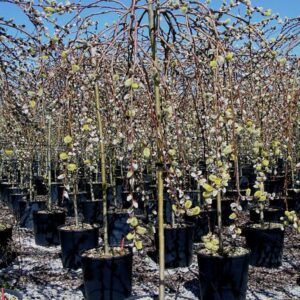 Salix caprea Pendula (Kilmarnock) - Umbrella Form