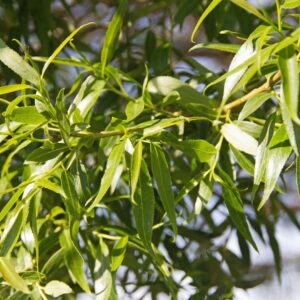 Salix fragilis Bullata