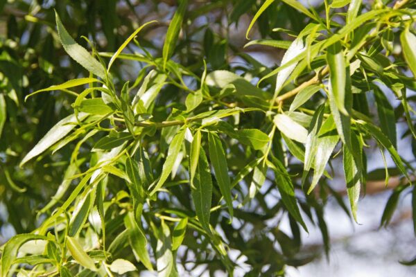 Salix fragilis Bullata