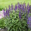 Salvia Caradonna - 2L