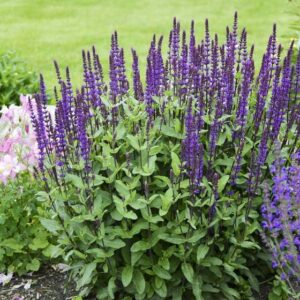 Salvia Caradonna