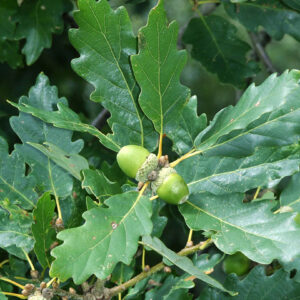 Quercus petraea - Sessile Oak