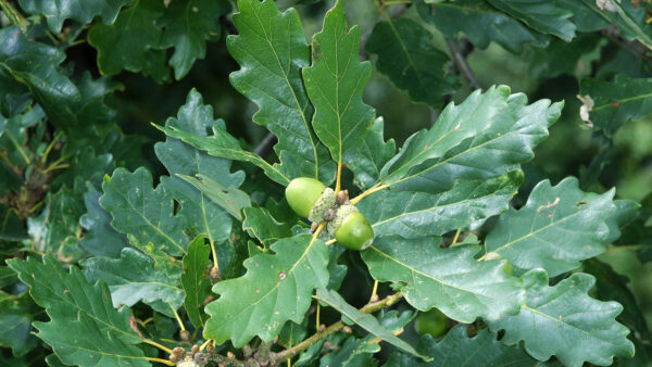 Quercus petraea - Sessile Oak