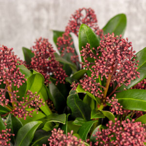 Skimmia rubella