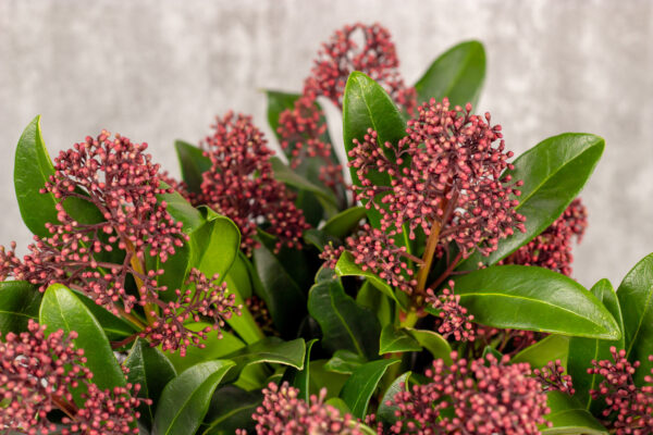 Skimmia rubella