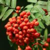 Sorbus Sheerwater Seedling - 08-10cm girth, 3-3.5m tall, Rootballed
