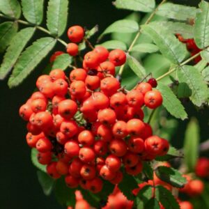 Sorbus Sheerwater Seedling