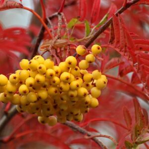 Sorbus Jospeh Rock 