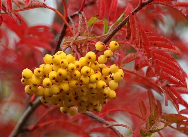 Sorbus Jospeh Rock 