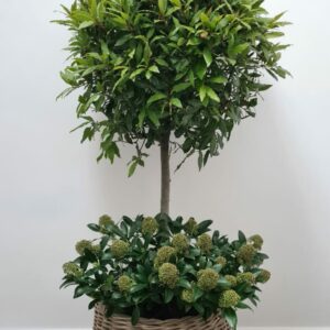 Kubu Square basket planter with round top