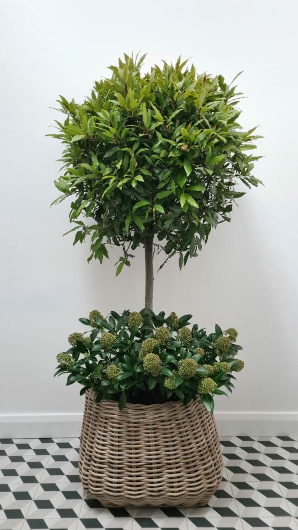Kubu Square basket planter with round top