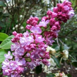 Syringa vulgaris Belle de Nancy