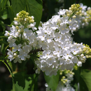 Syringa vulgaris Madame Lemoine