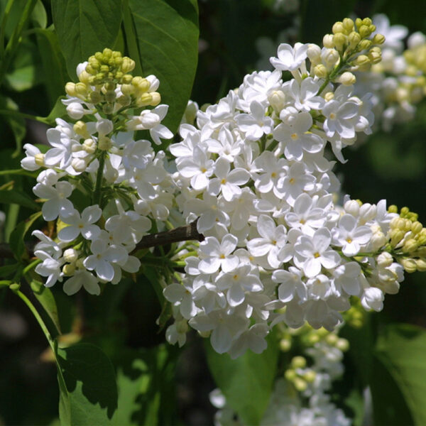 Syringa vulgaris Madame Lemoine