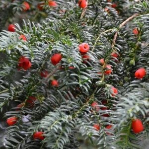 Taxus baccata 'Fastigiata Robusta'